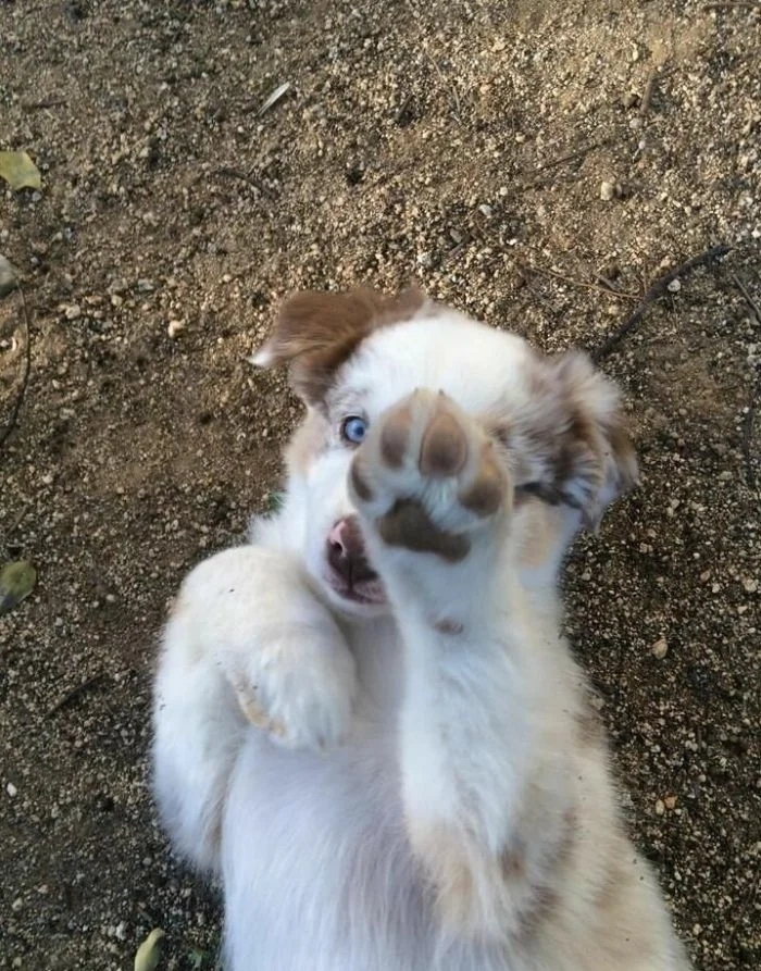 funnyanimals180_015