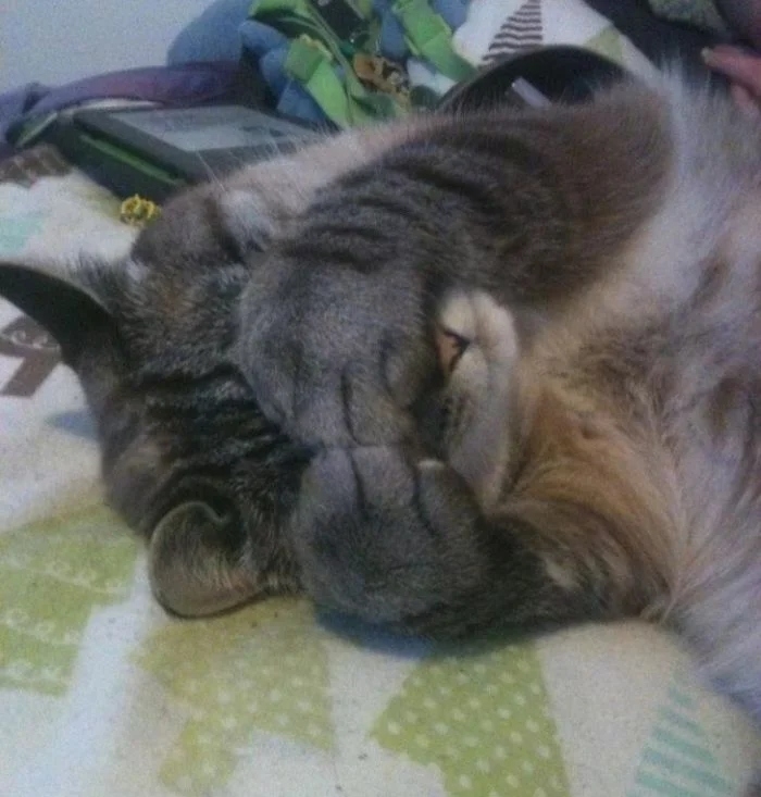 funnyanimals180_016