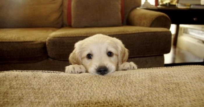 funnyanimals180_020