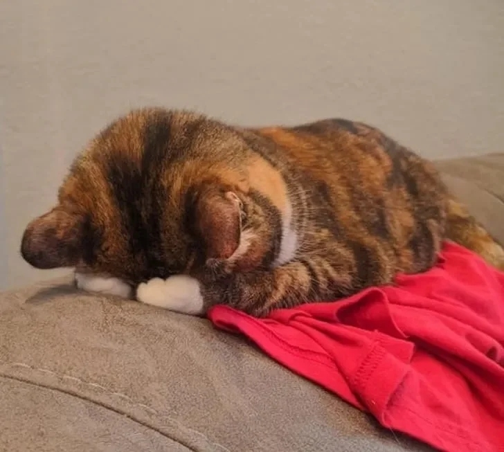 funnyanimals180_021
