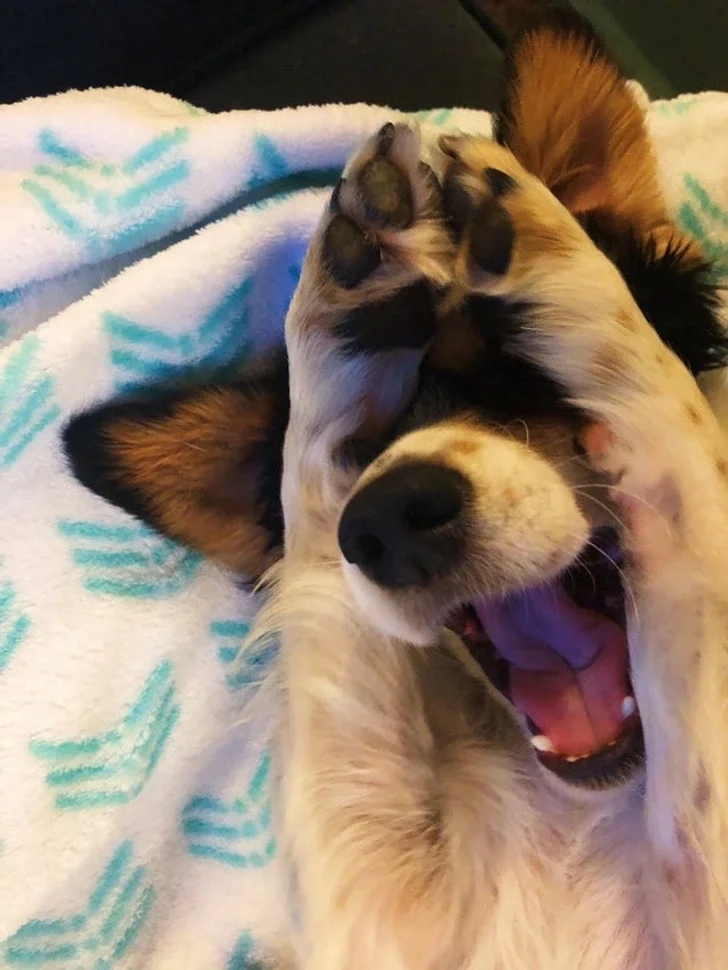 funnyanimals180_023