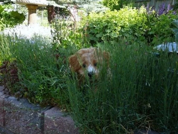 funnyanimals180_024