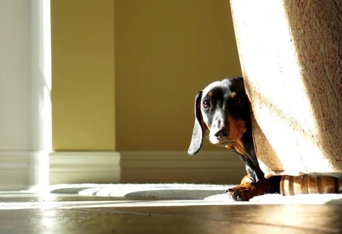 funnyanimals180_025