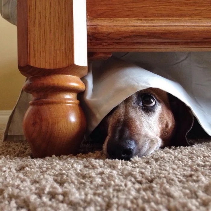 funnyanimals180_026