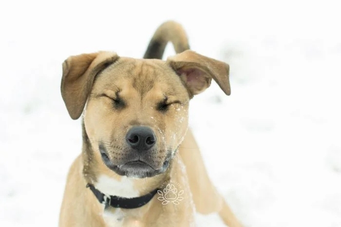 funnyanimals180_027