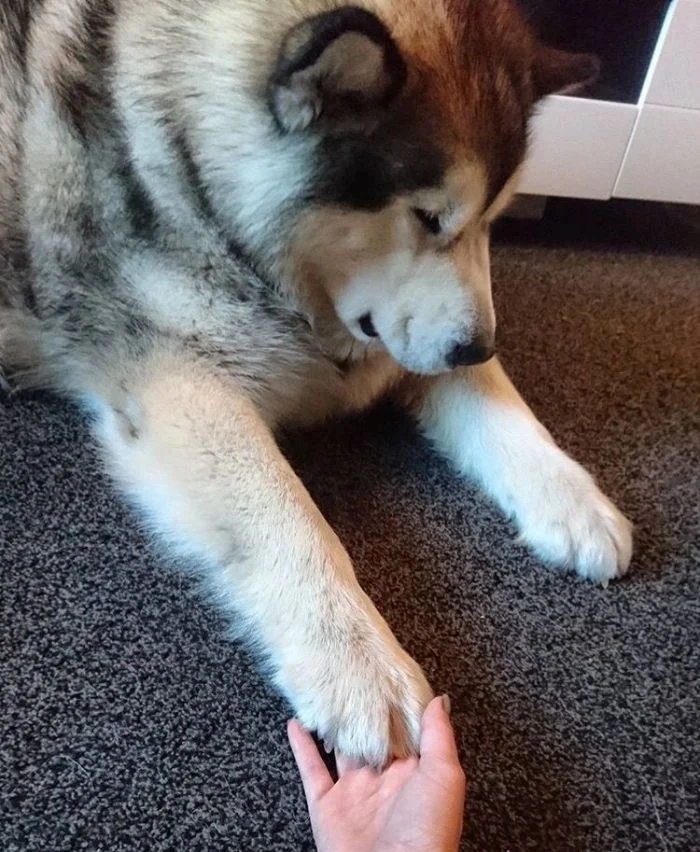 funnyanimals180_030