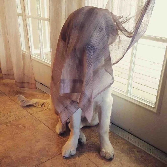 funnyanimals180_031