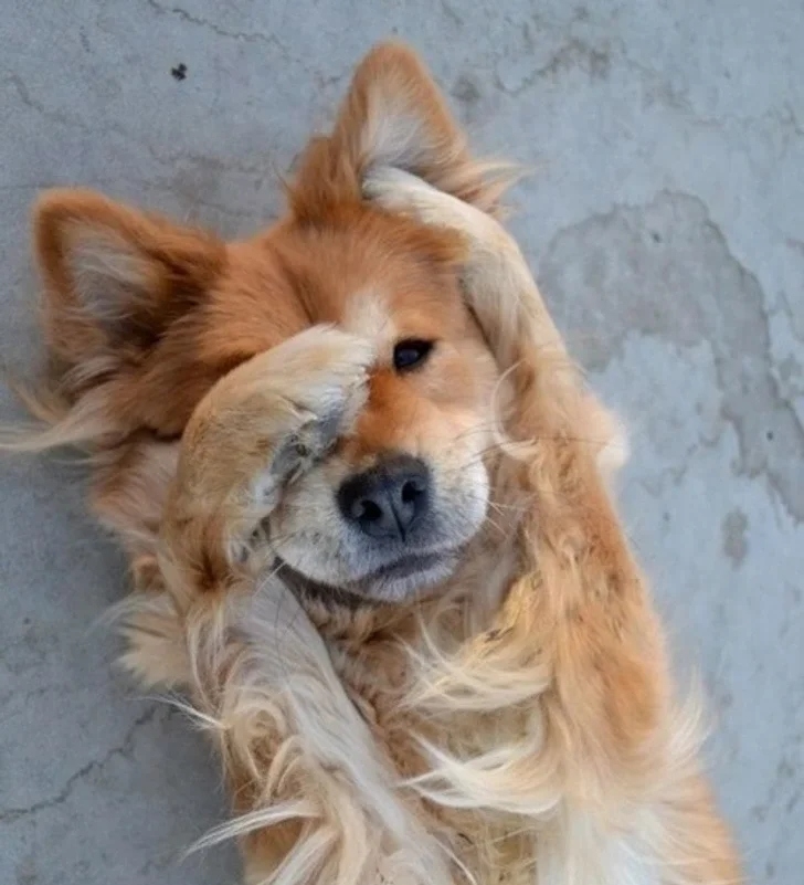 funnyanimals180_032