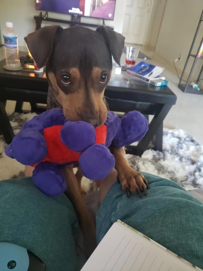 funnyanimals180_034