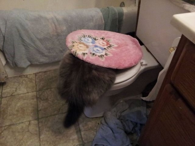funnyanimals180_035