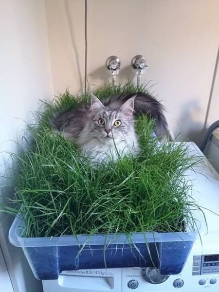 funnyanimals180_036