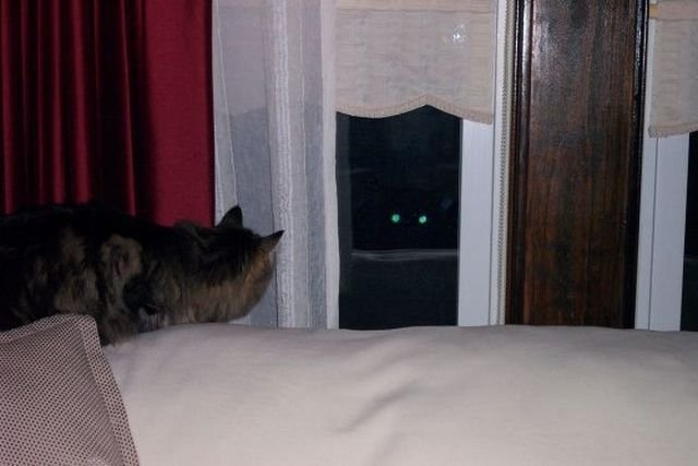funnyanimals180_038