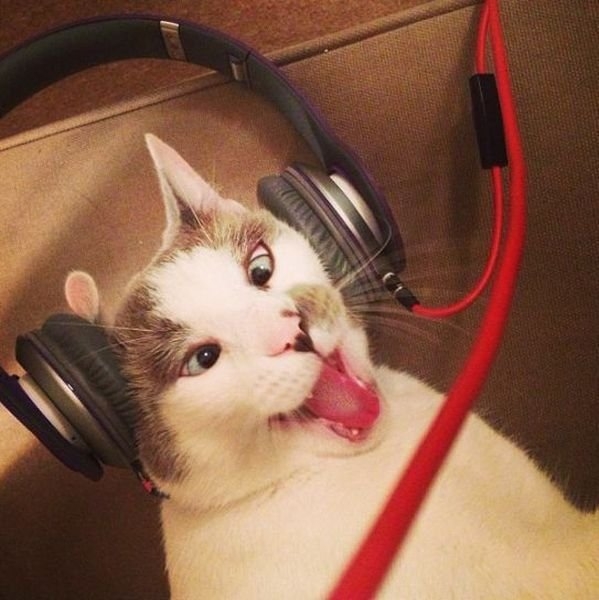 funnyanimals180_039