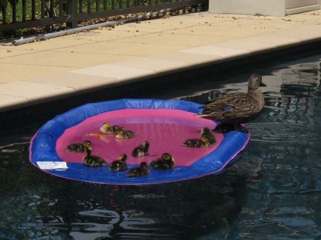 funnyanimals180_040