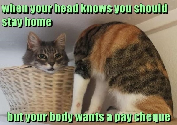 funnycats109_001