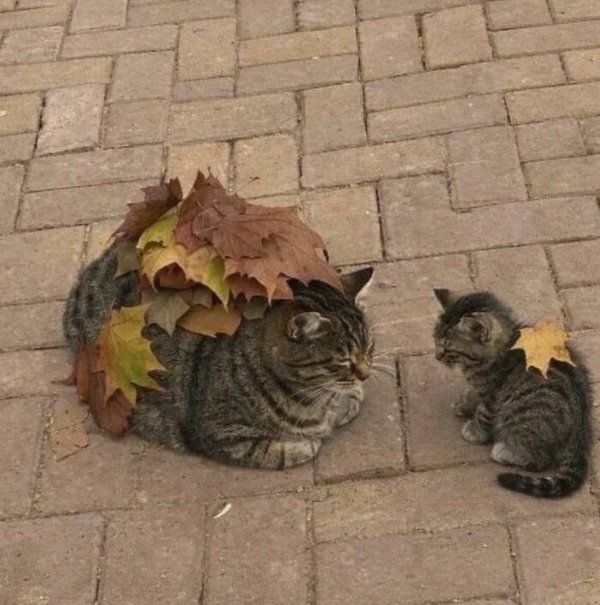 funnycats110_001