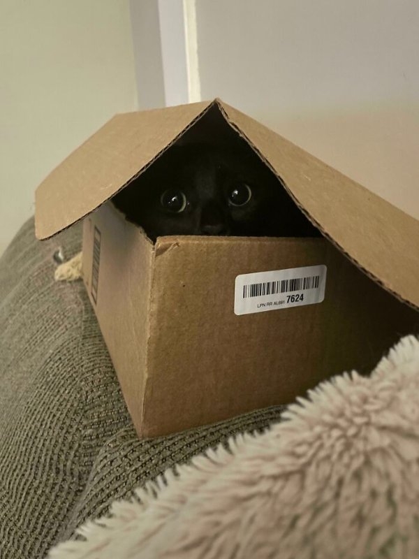 funnycats110_002