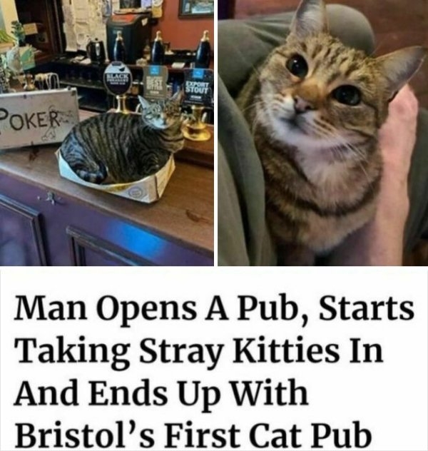 funnycats110_003