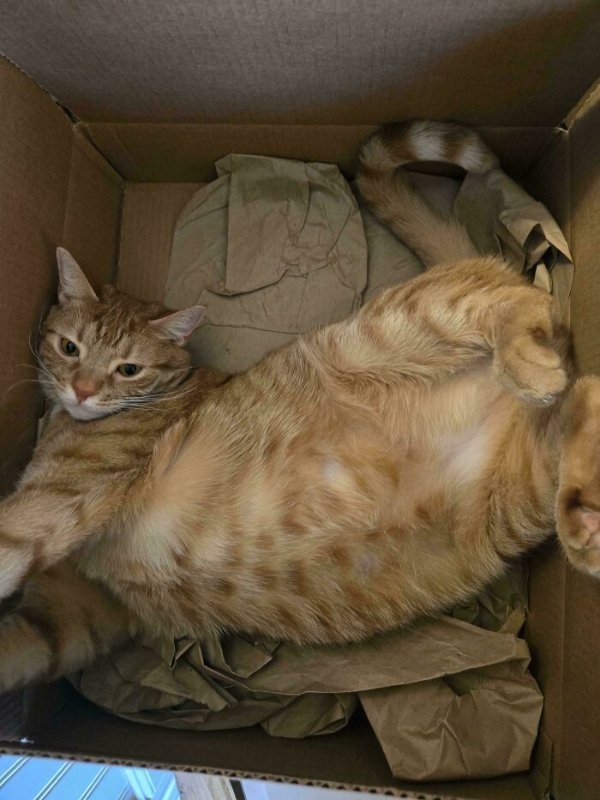 funnycats110_004