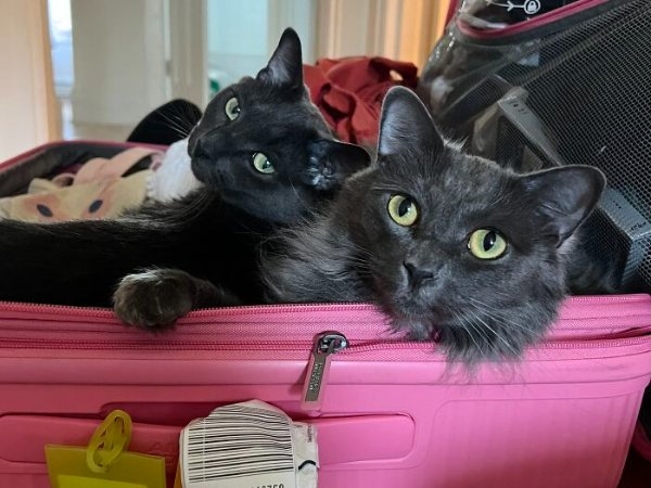 funnycats110_005