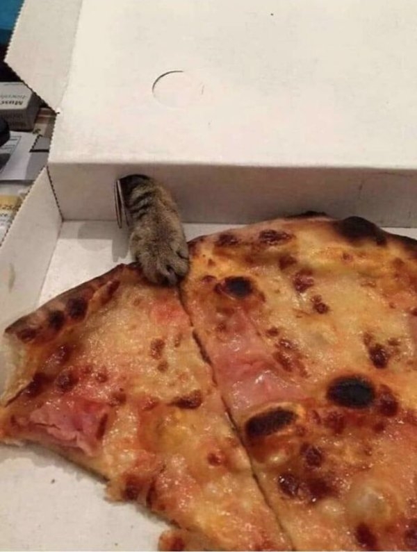 funnycats110_006