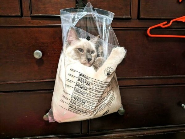 funnycats110_007