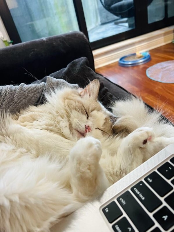 funnycats110_008