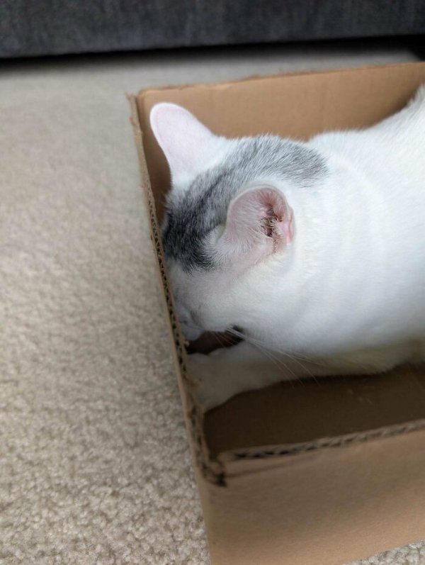 funnycats110_009