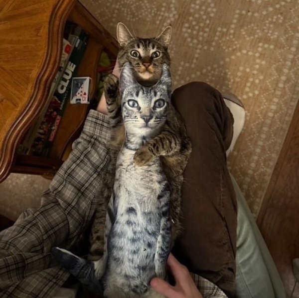 funnycats110_010