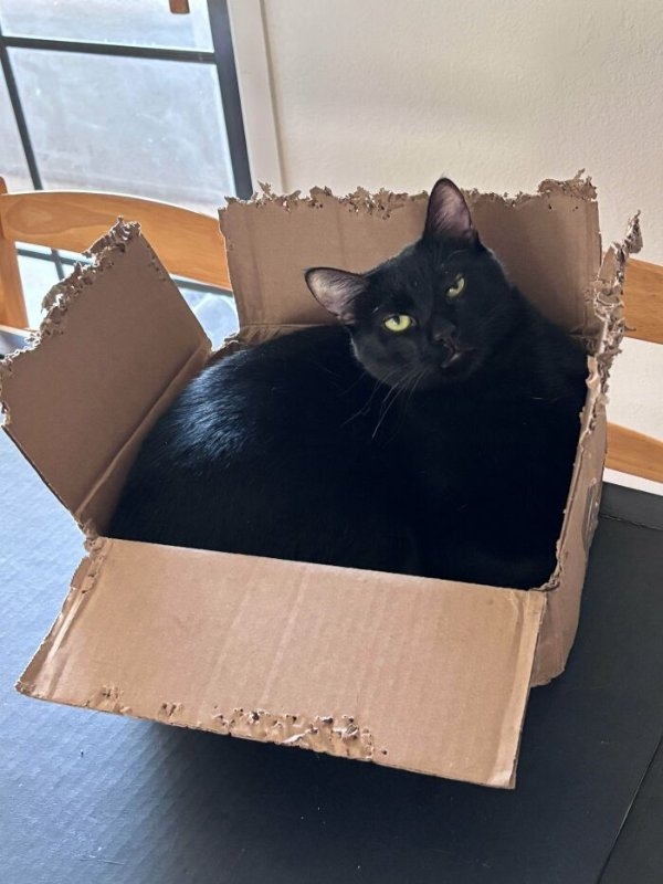 funnycats110_012