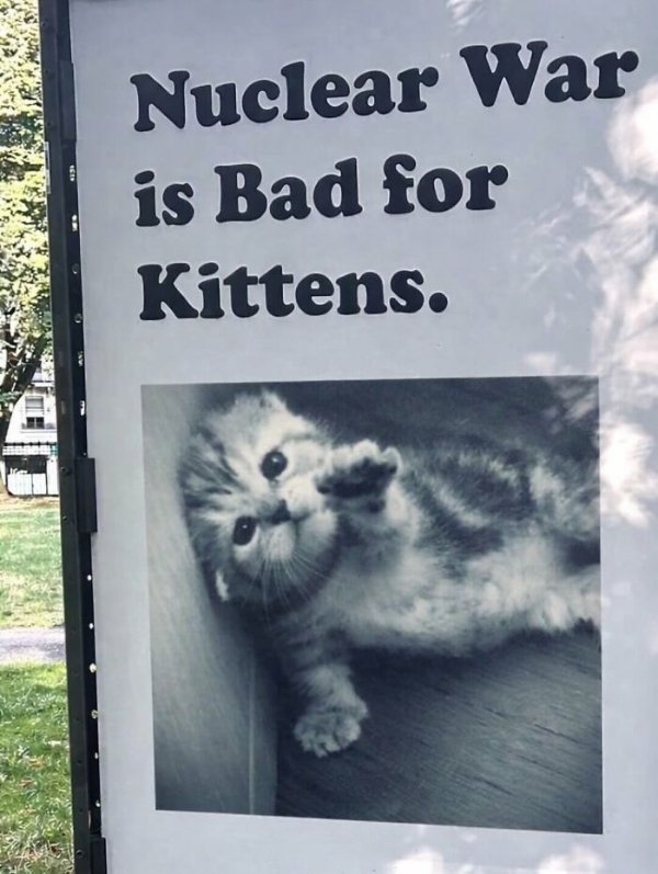 funnycats110_013