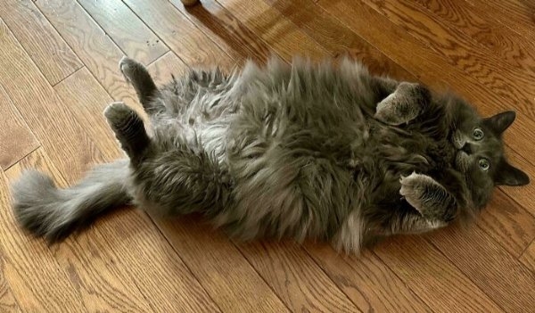 funnycats110_014