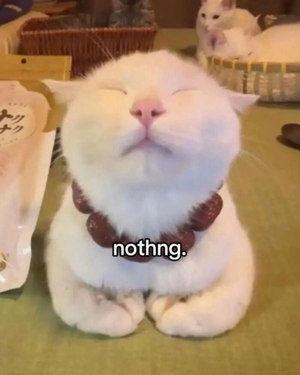 funnycats110_016