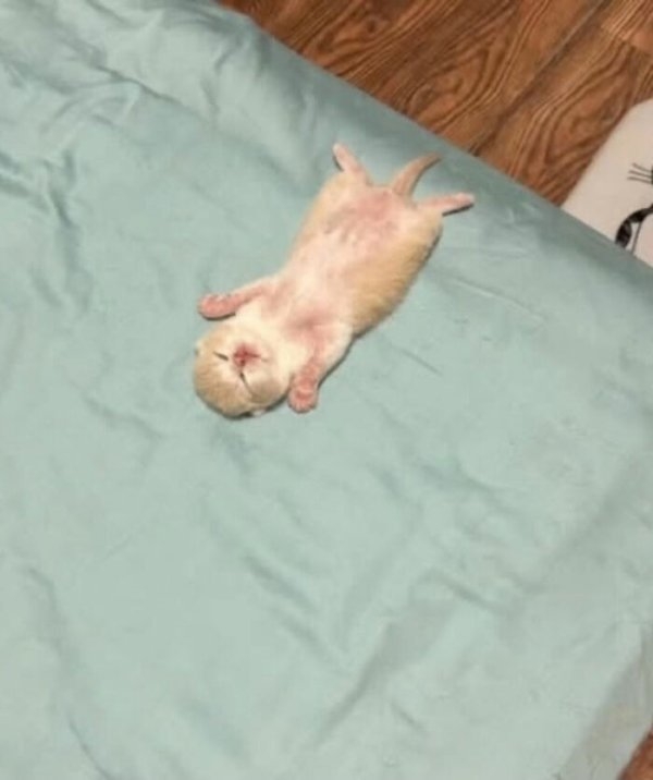 funnycats110_017