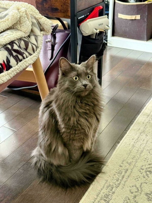 funnycats110_018