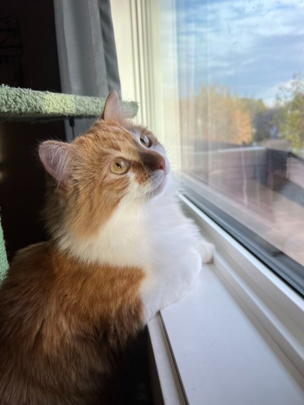 funnycats110_019