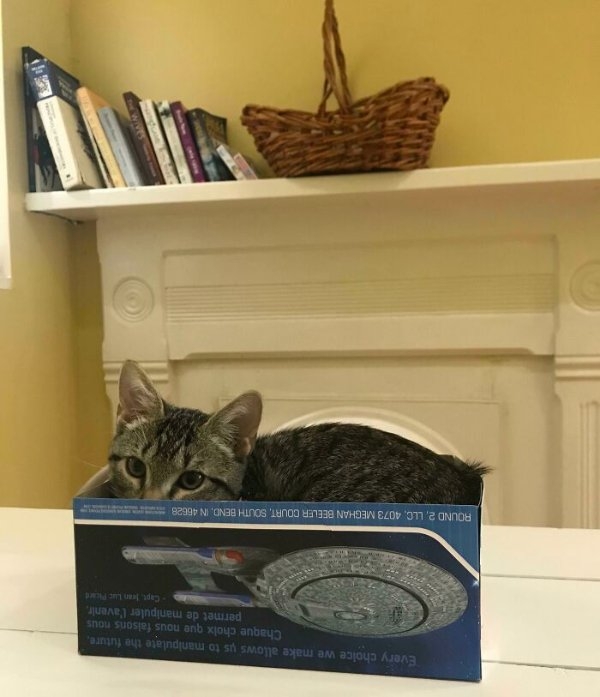 funnycats110_020