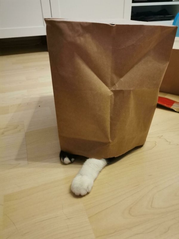 funnycats110_021