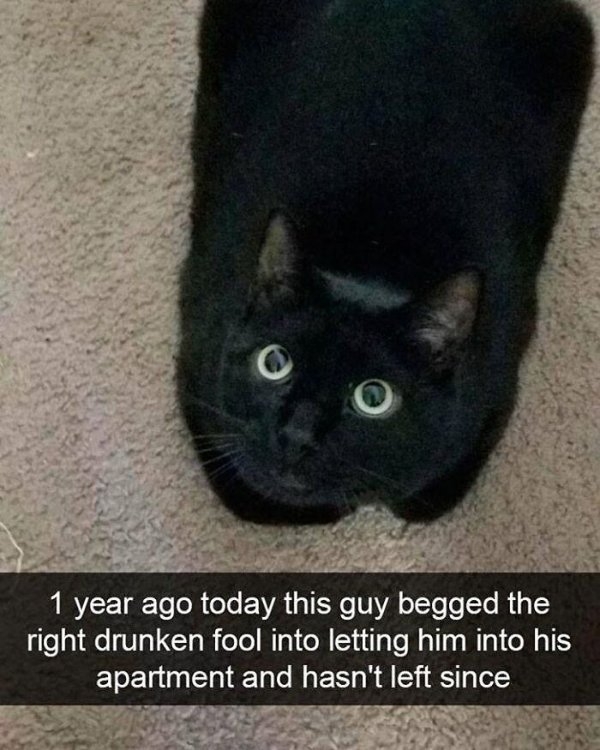 funnycats110_022