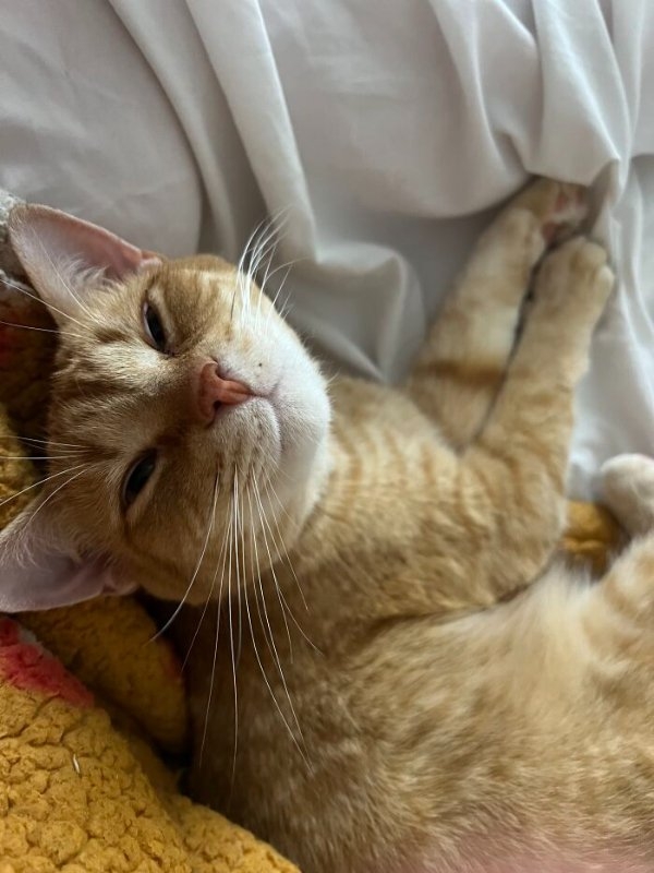 funnycats110_023