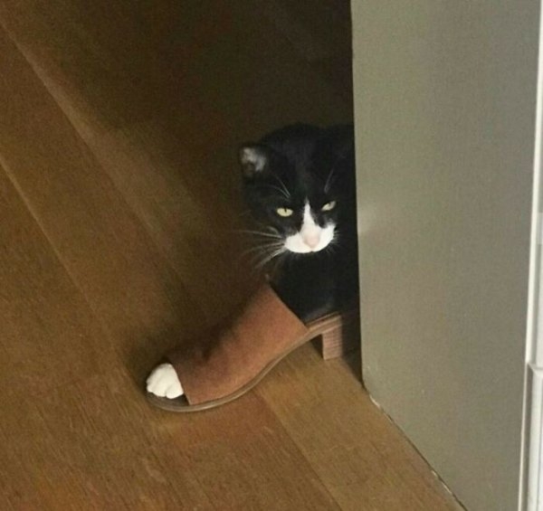 funnycats110_024