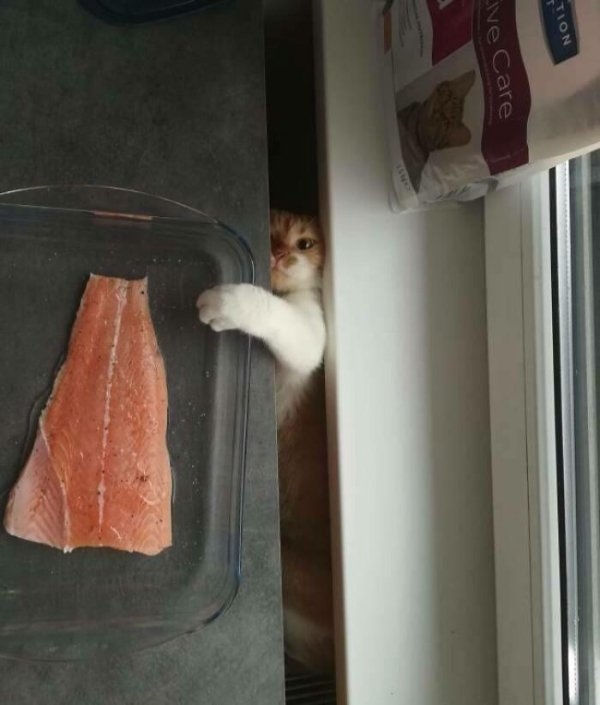 funnycats110_026