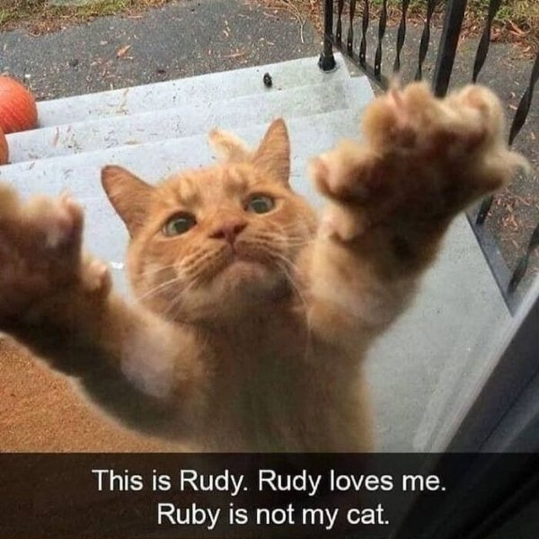 funnycats110_027