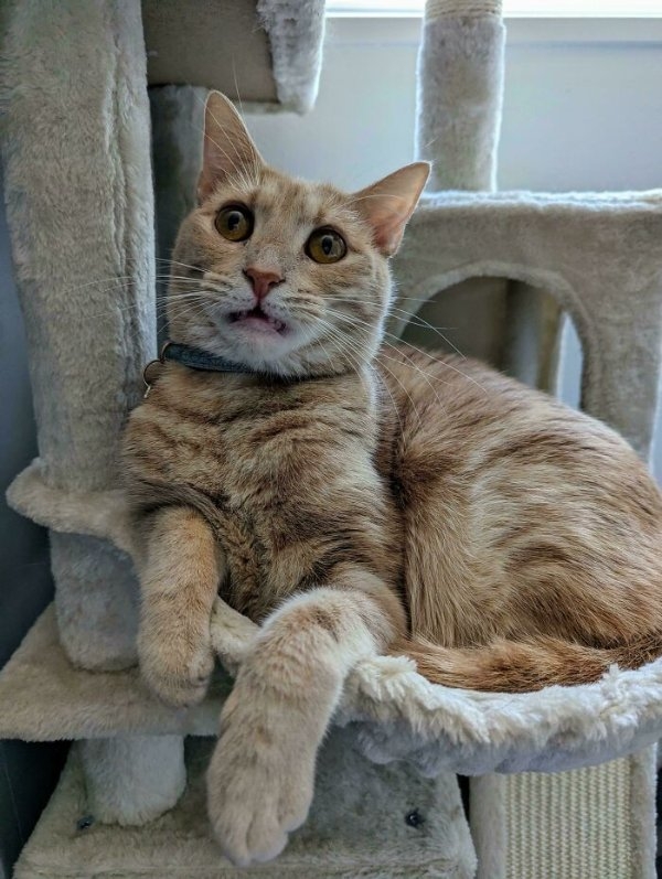 funnycats110_029