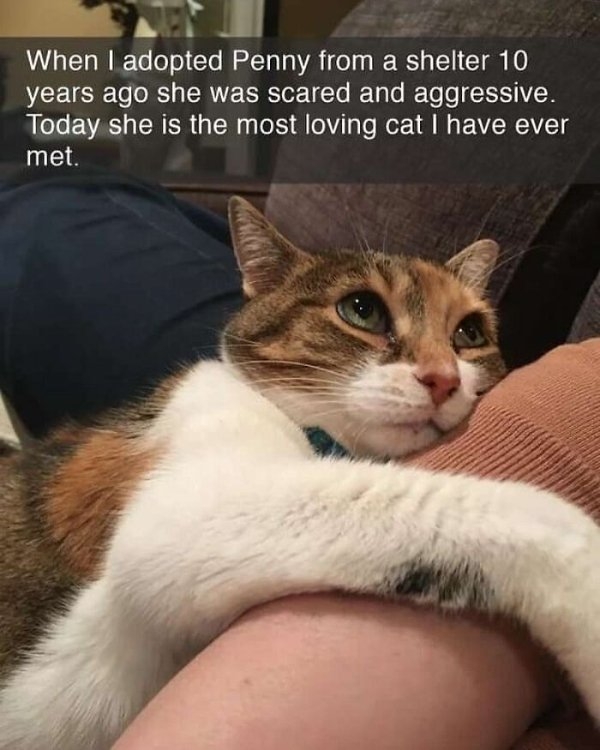 funnycats110_030