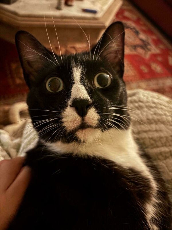 funnycats110_031