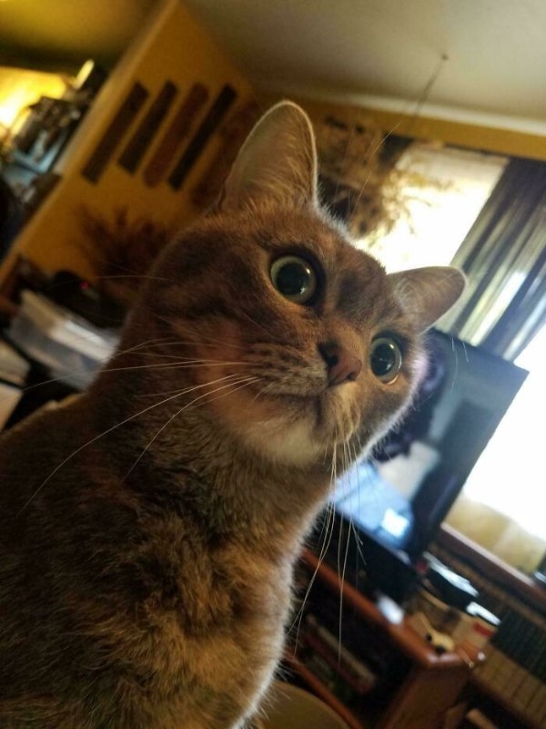 funnycats110_032