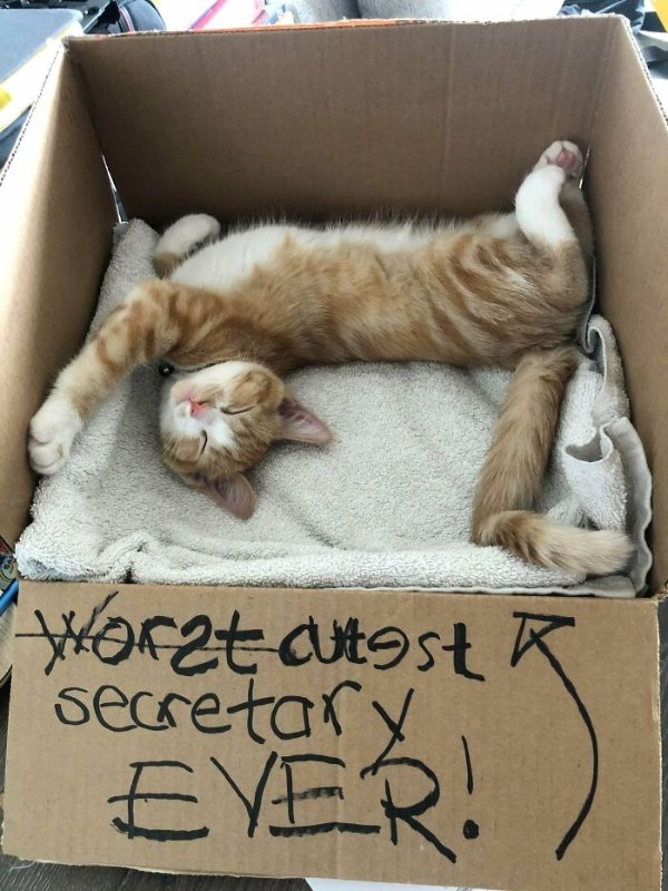 funnycats110_033