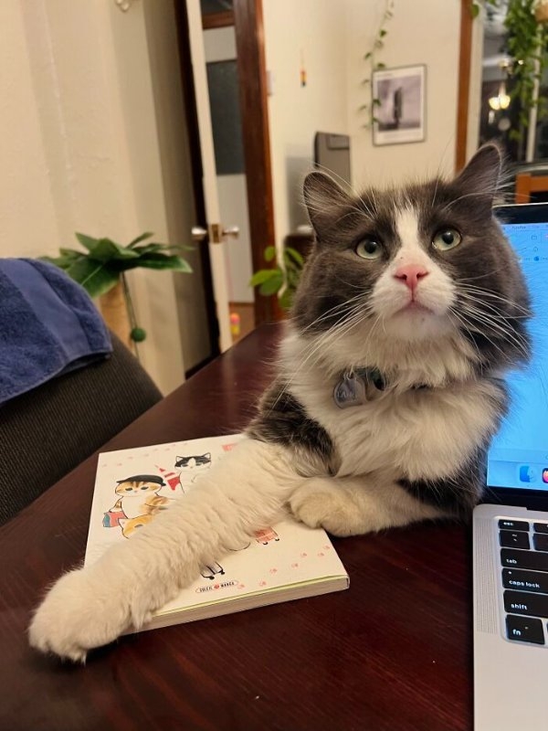 funnycats110_034