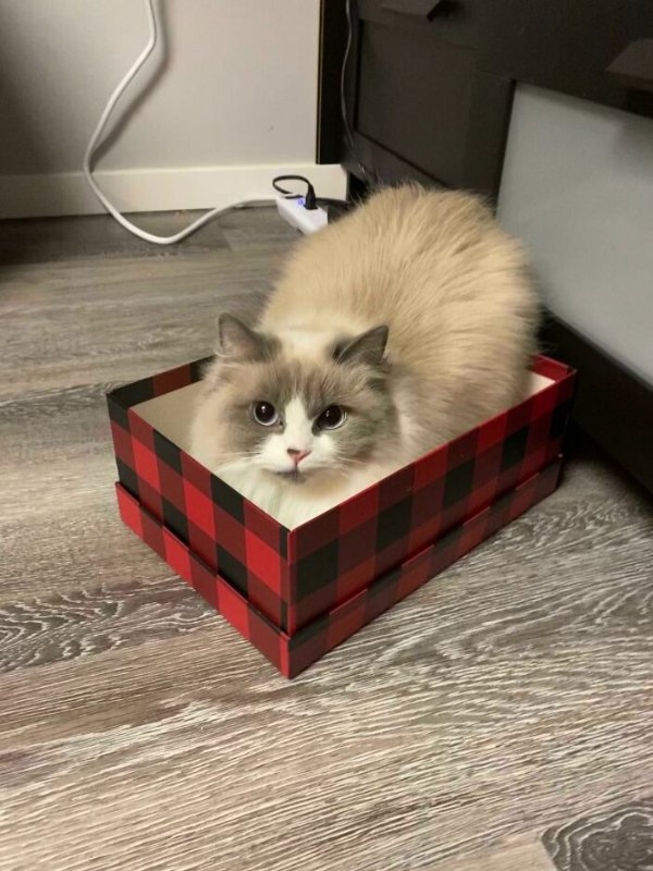 funnycats110_035